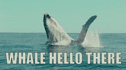 blJcJsQKQjGARx7rLGQg_Whale Hello